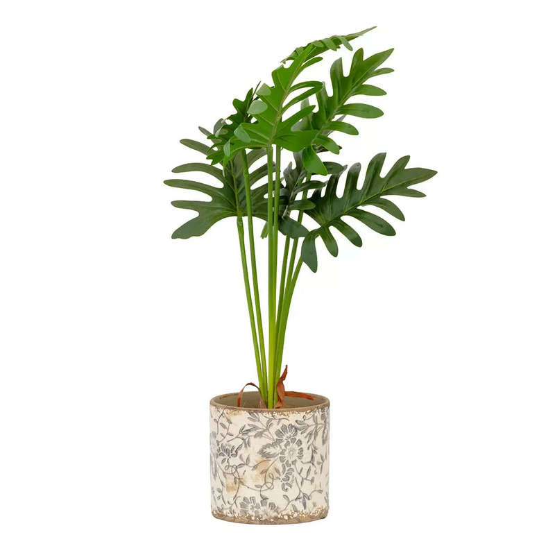 Potted Plant - Xanadu 55cm