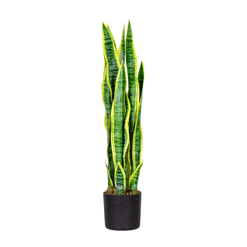 Sansevieria Plant 67cm