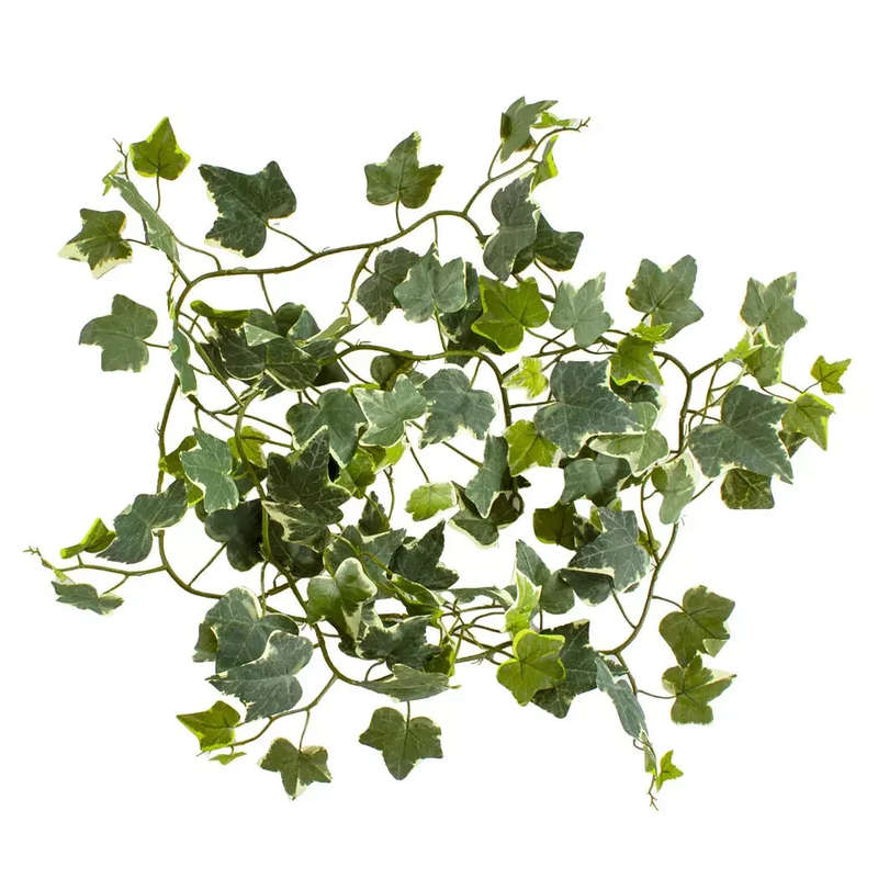 Spray - Ivy 183cm