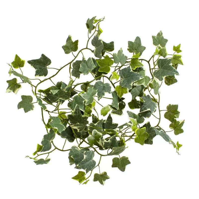 Spray - Ivy 183cm