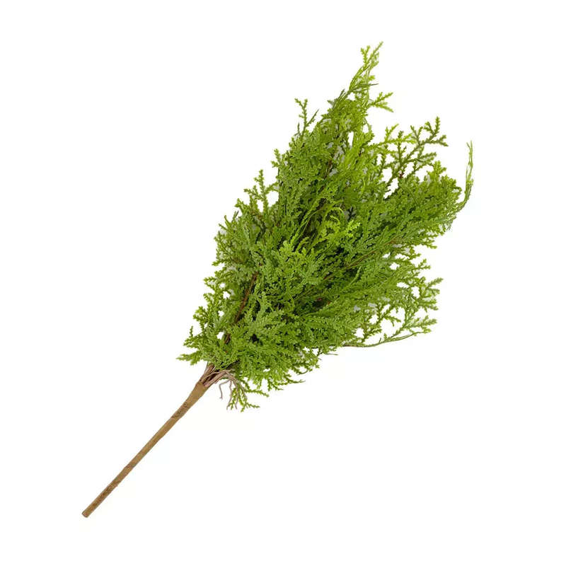 Sprig - Cupressaceae 45cm