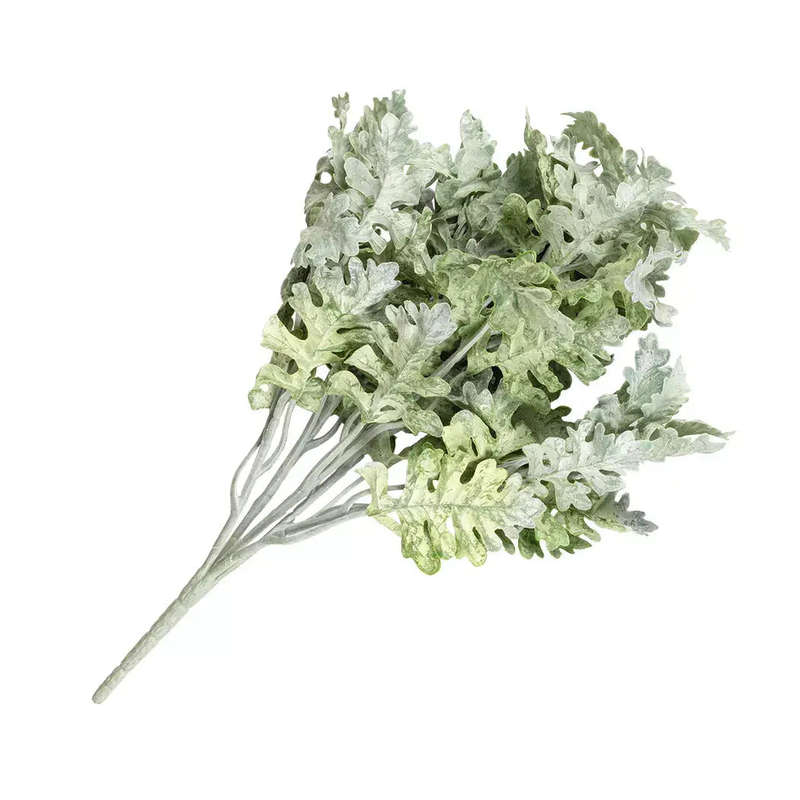 Sprig - Dusty Miller Bush 42cm