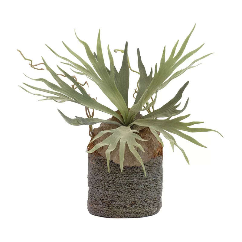 Staghorn Fern - Woven Basket