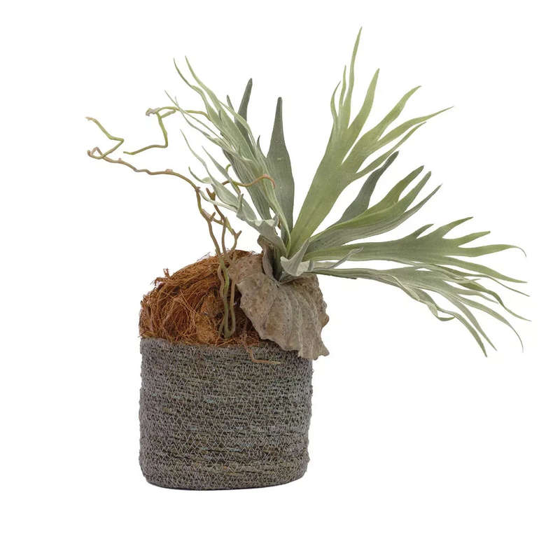 Staghorn Fern - Woven Basket