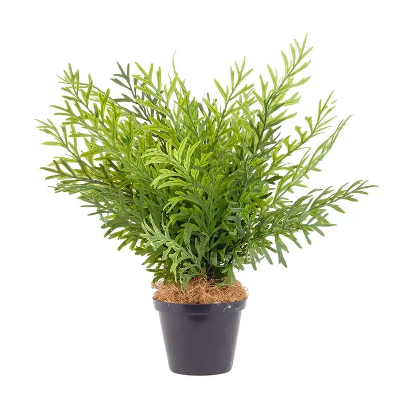 Staghorn Sumac 40cm