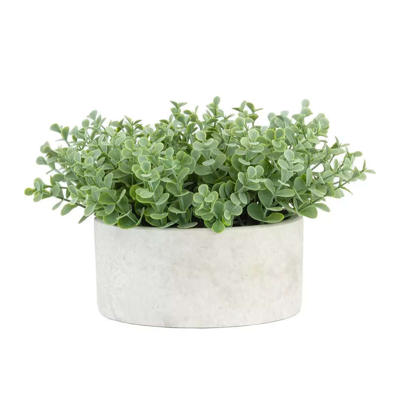 Succulent Bush - Potted 15cm