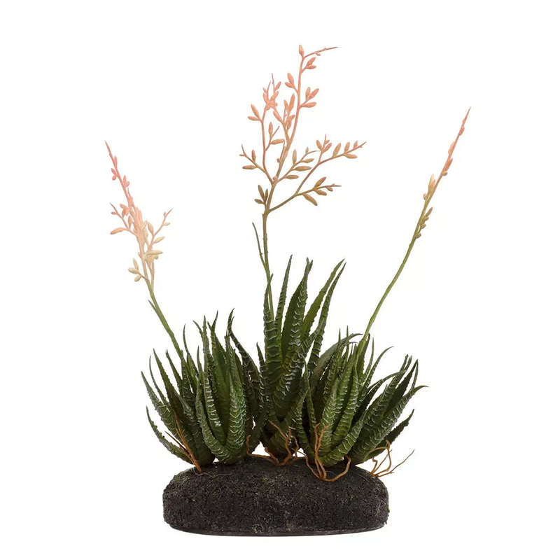 Succulent - Flowering on Base