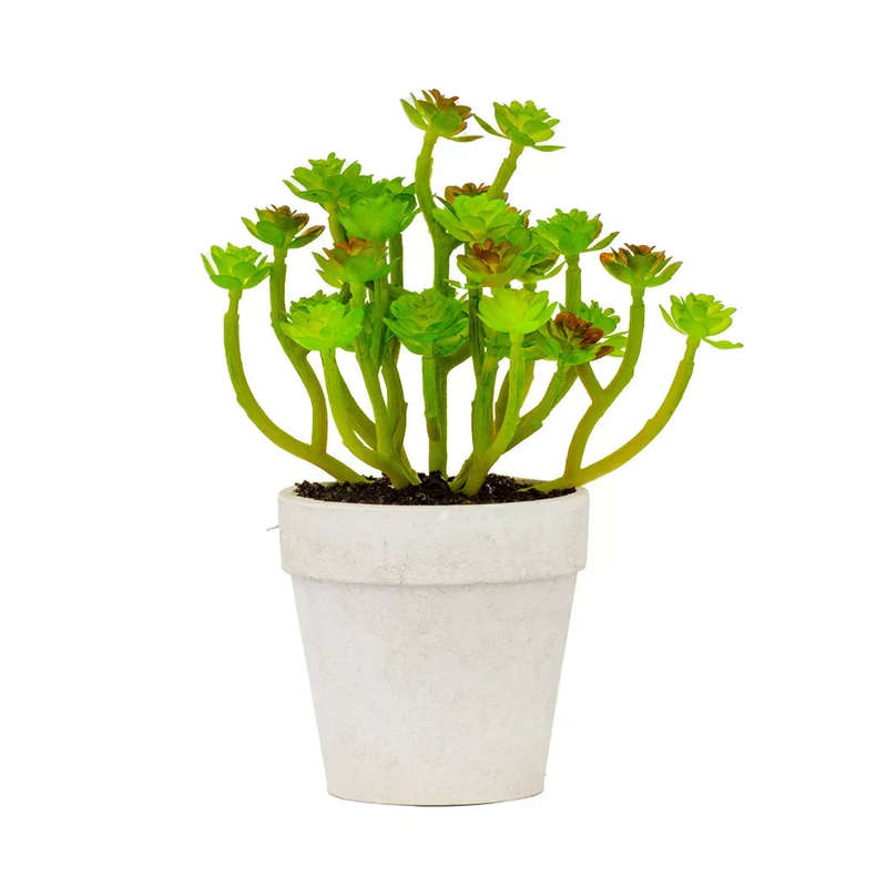 Succulent - Mini White Pot 18cm
