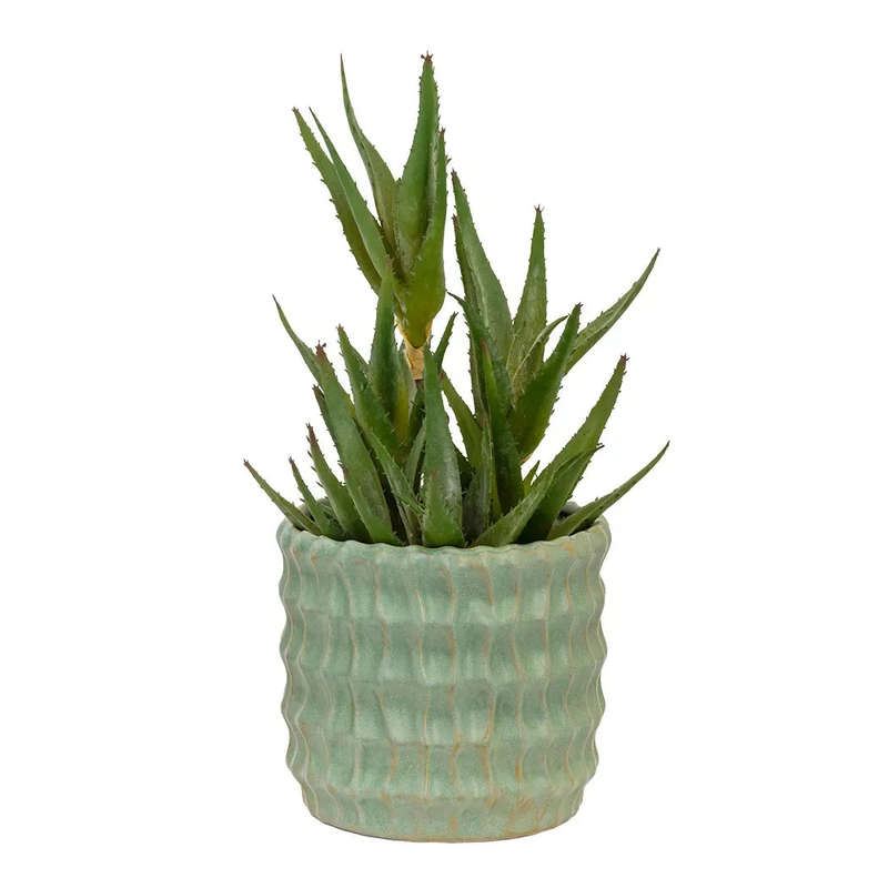 Succulent - Triple Aloe Cutting 37cm
