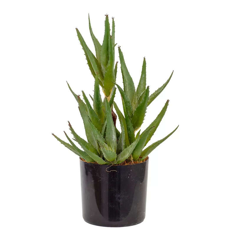 Succulent - Triple Aloe Cutting 37cm