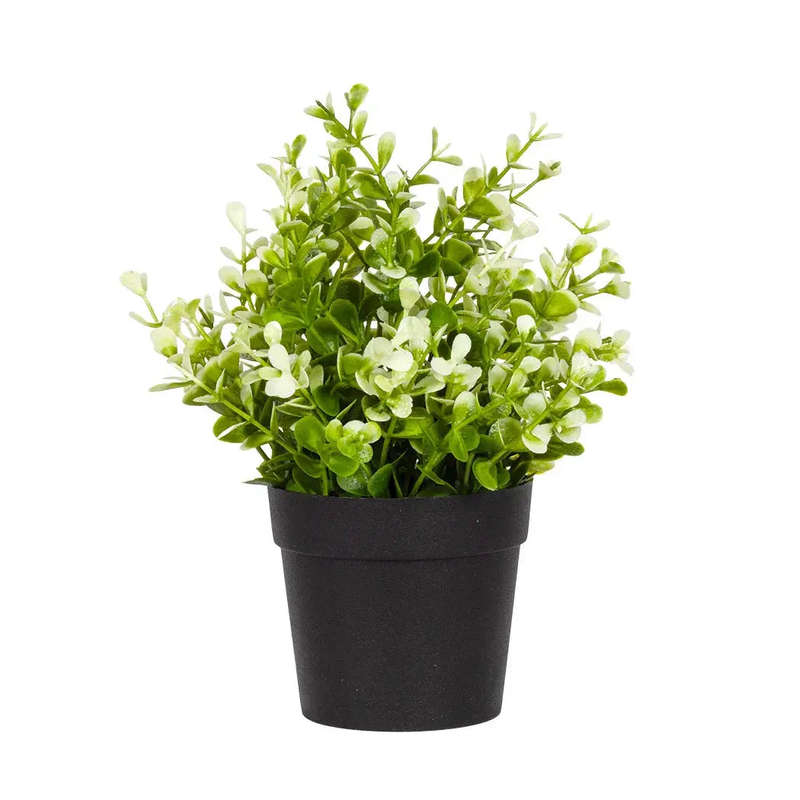 Varigated Leaves Plant 20cm