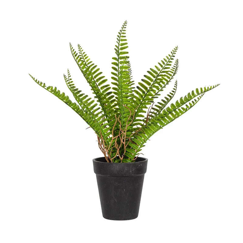 Woodlands Fern Medium 33cm