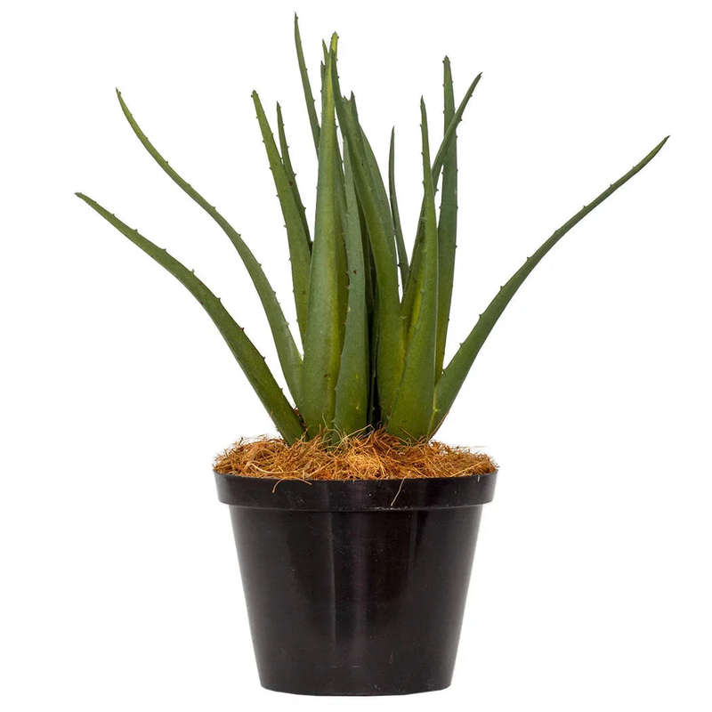 Aloe - Classic 28cm