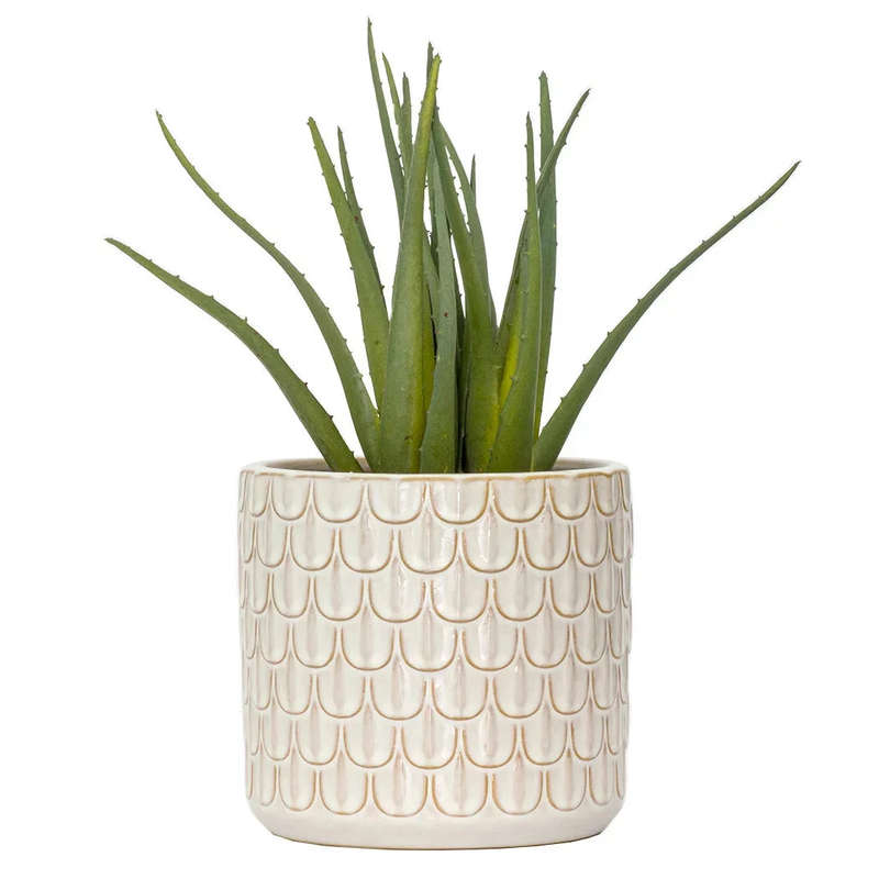 Aloe - Classic 28cm