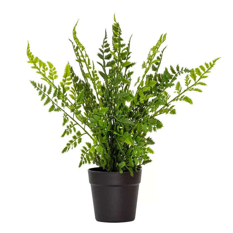 Asparagus Fern - 40cm