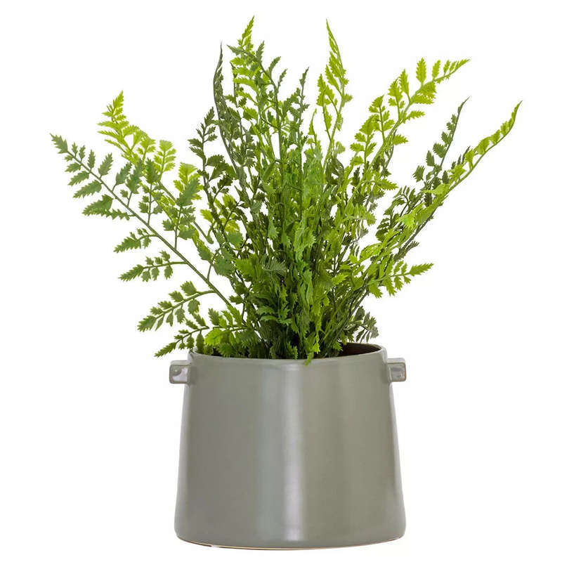Asparagus Fern - 40cm
