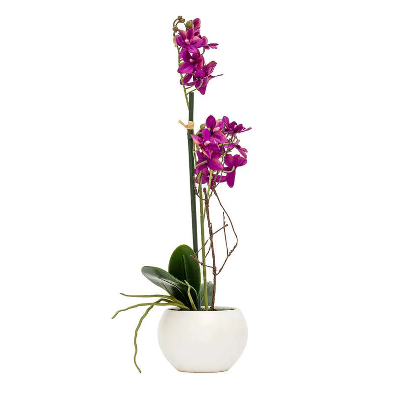 Orchid - Potted Violet 40cm