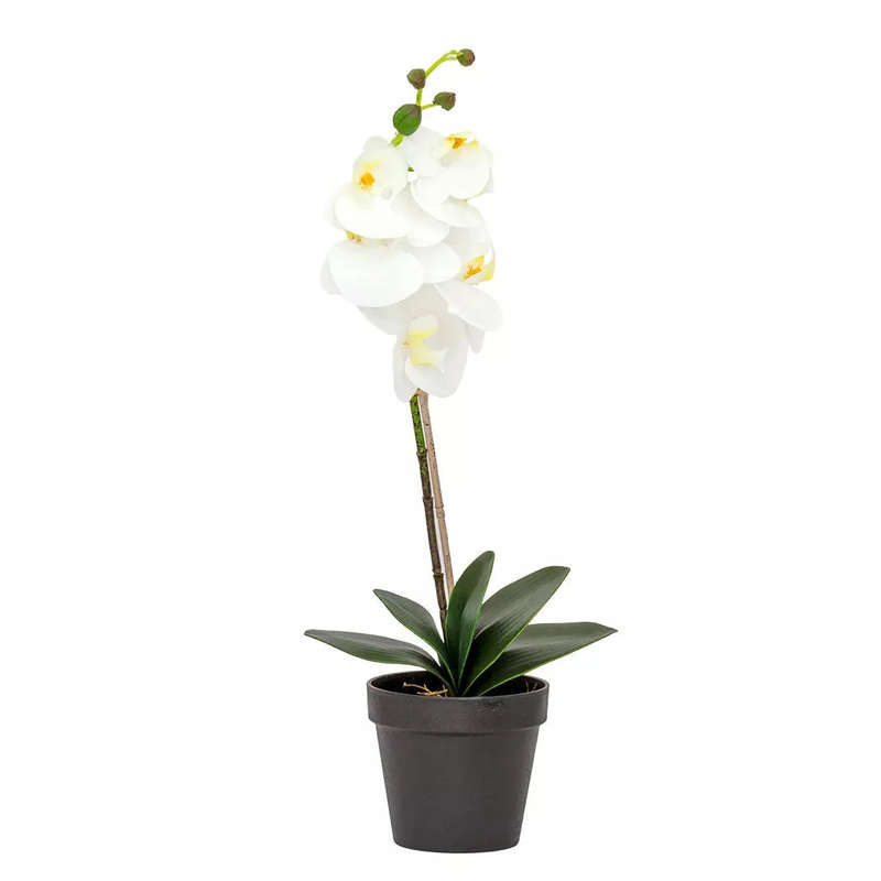 Orchid - White Classic in Plain Pot 55cm