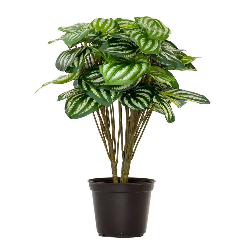 Peperomia Argyreia- 33cm