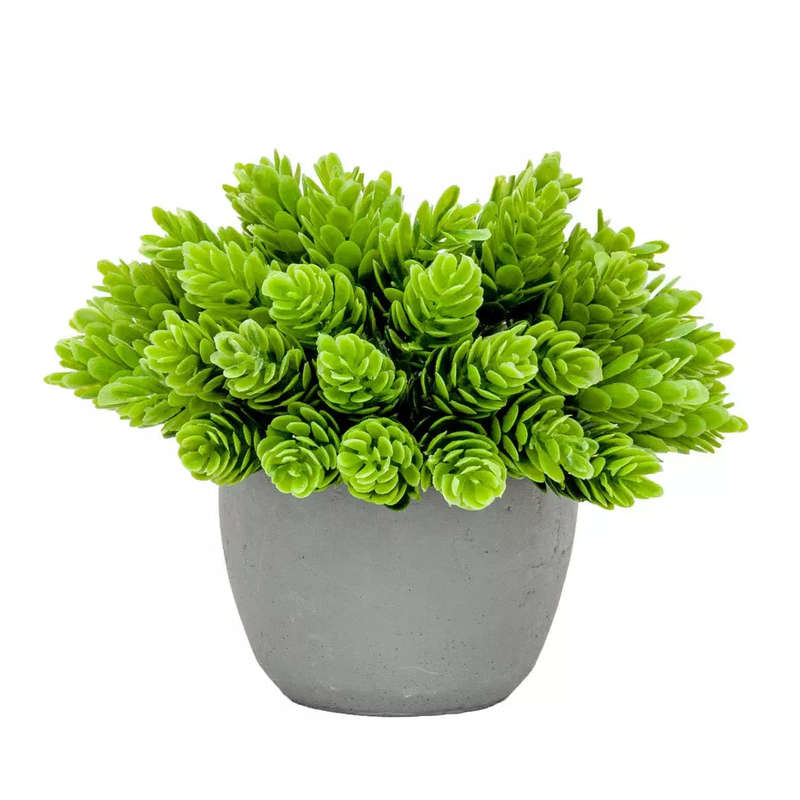 Pine Bush - Potted 14cm
