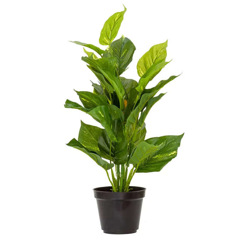 Pothos Epipremnum Aureum - Large 54cm