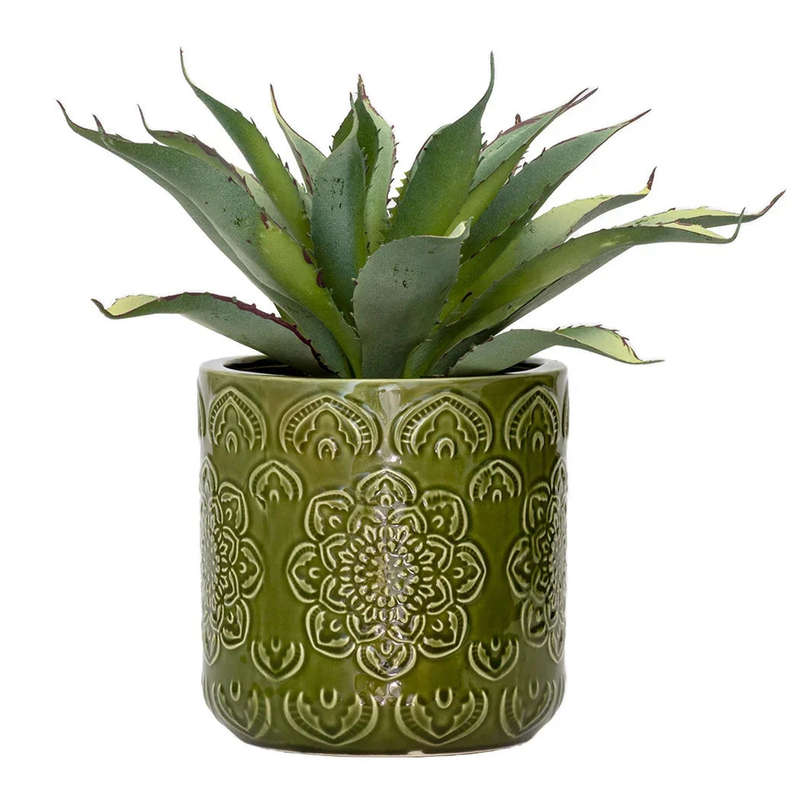 Succulent - Broad Leaves 25cm