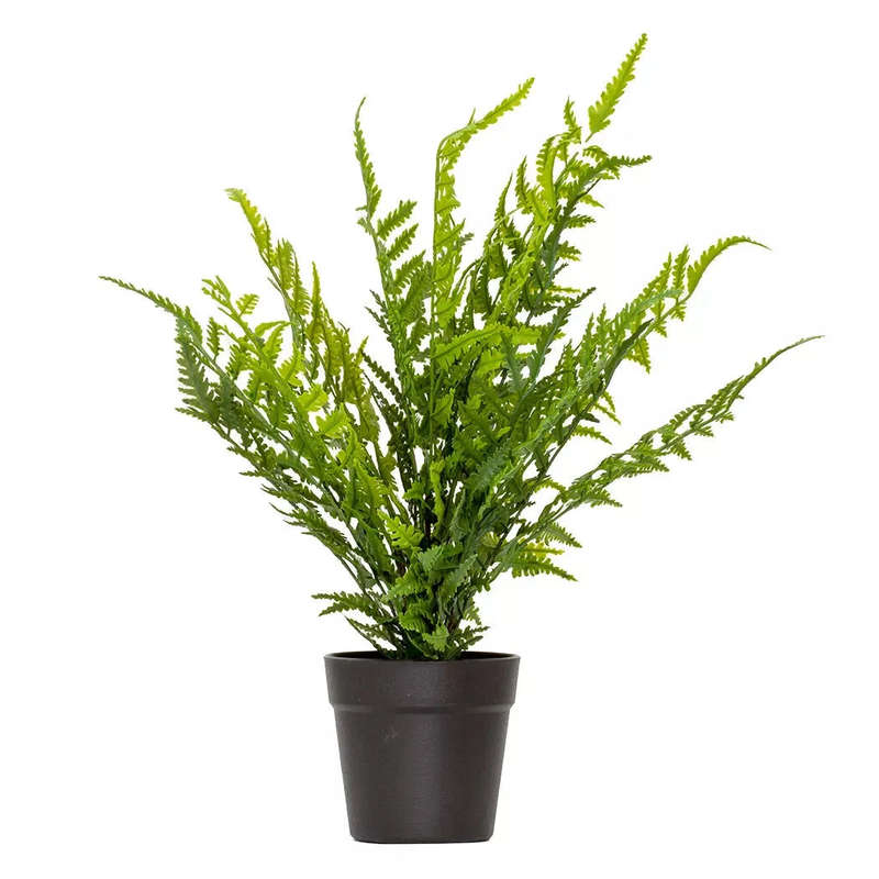Sword Fern - 40cm