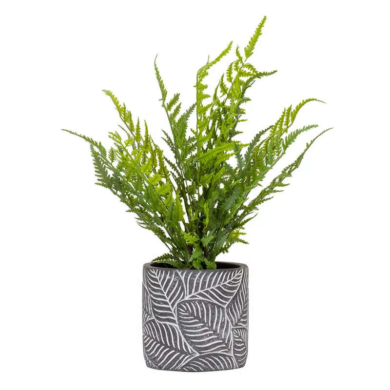 Sword Fern - 40cm