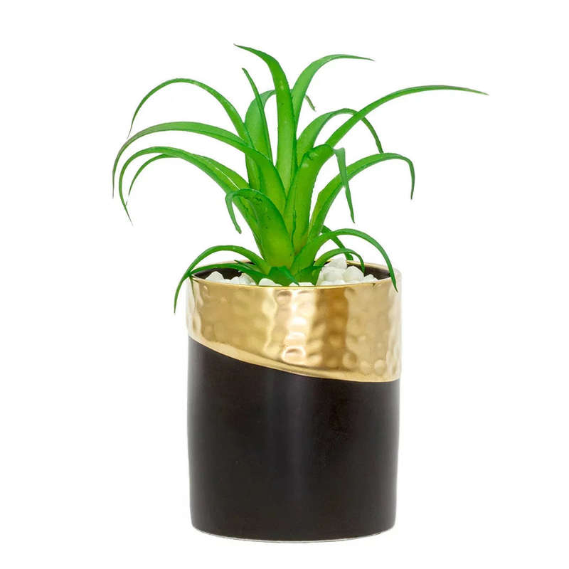 Tillandsia- Potted Small Air Plant