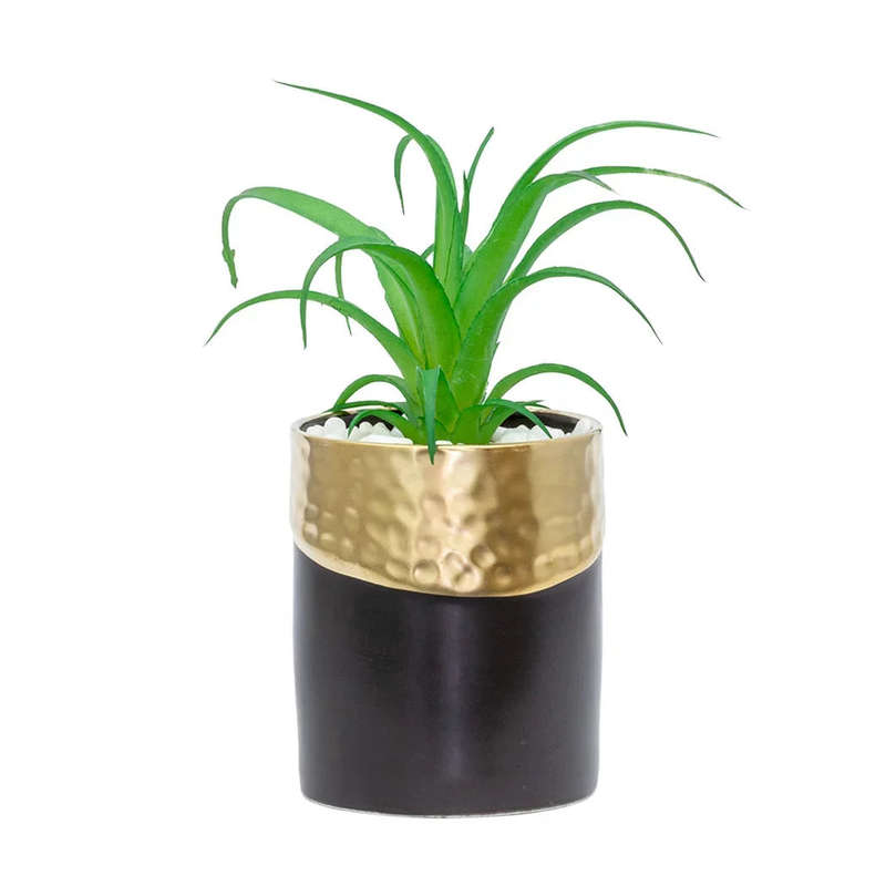 Tillandsia- Potted Small Air Plant