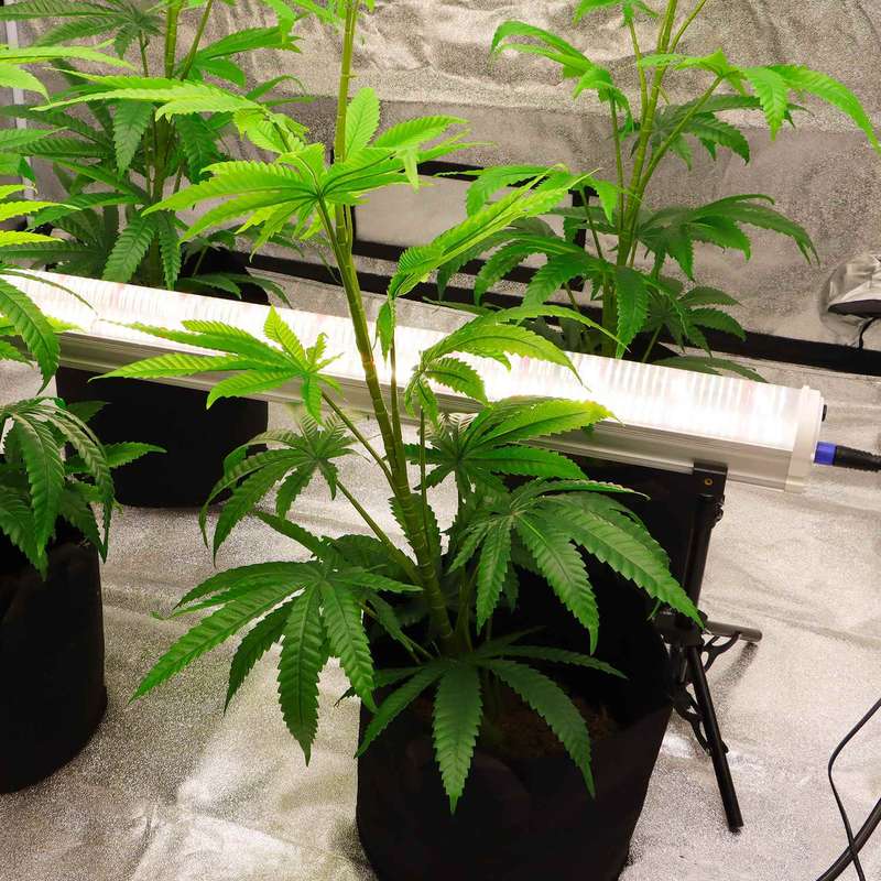 120W Under Canopy Lights Samsung 301B Full Spectrum Grow Light