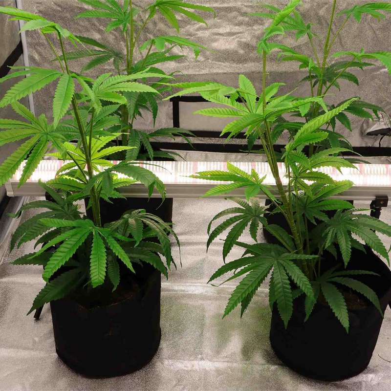 120W Under Canopy Lights Samsung 301B Full Spectrum Grow Light