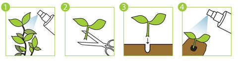 cloning gel, rooting hormone, cutting mist, propagation, clone, dome, seeds