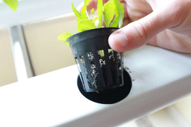 Net Pot - Set of 50