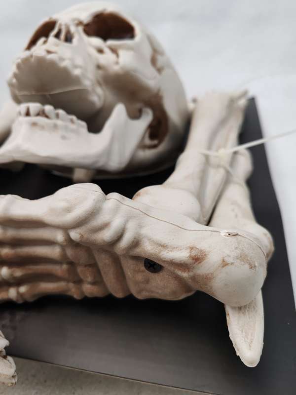 Halloween Set Of Bones, Skulls, Feet, Hands, Fore Arms and Shins