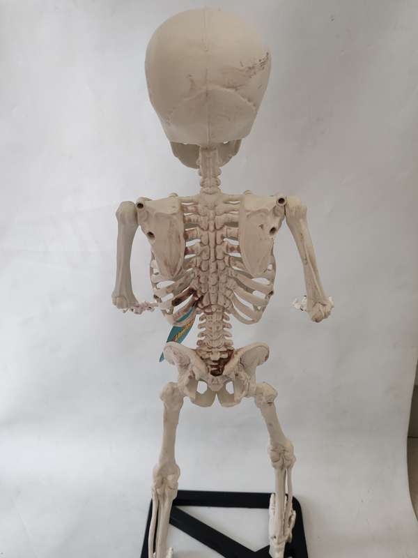 Educational Skeleton Model On A Stand With A Movable Jaw & Shoulders - 55cm