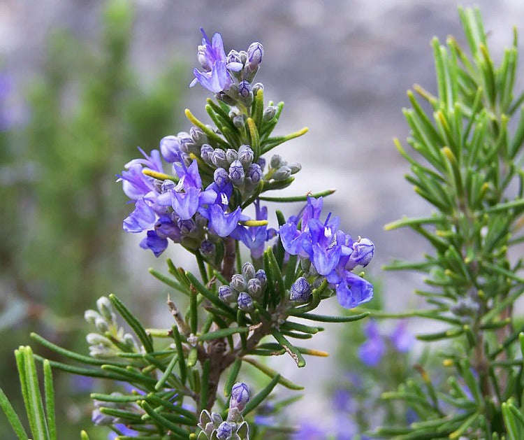 Cildan Essential Oils - Rosemary 10ml