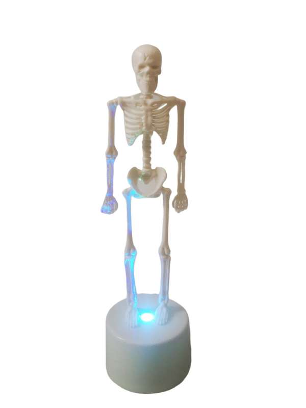 Halloween Skeleton - Plastic Adjustable Skeleton