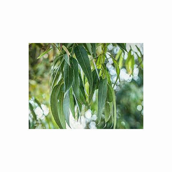 Cildan Essential Oils - Eucalyptus 10ml