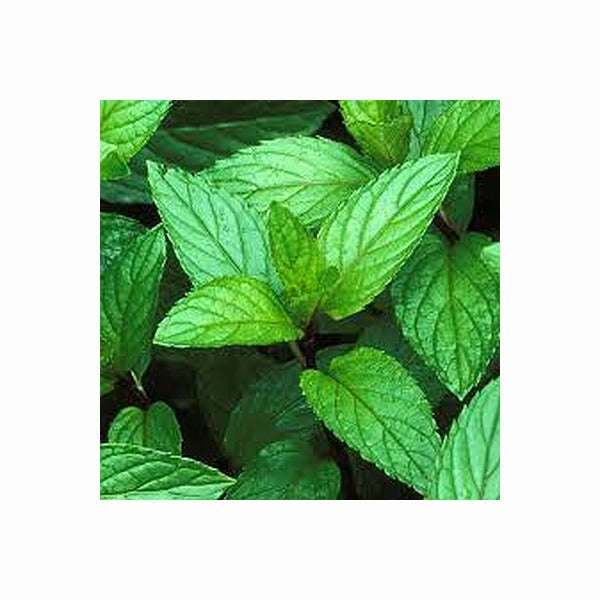 Cildan Essential Oils - Peppermint 10ml