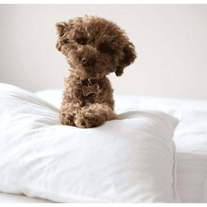 Feather Pillow