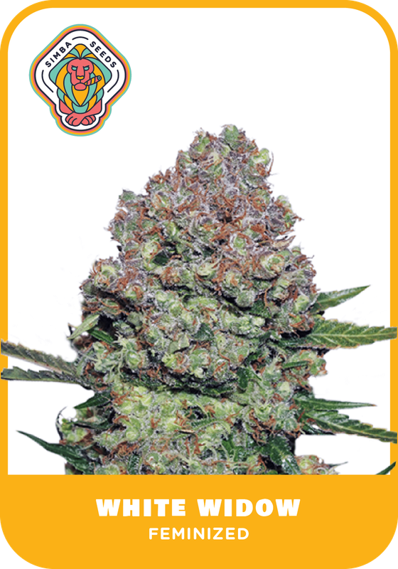White Widow Feminized Genetics by Simba Seeds - 1 Bean