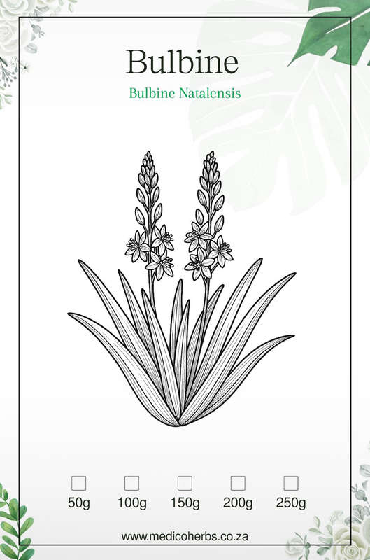 Bulbine Natalensis  powder 50g