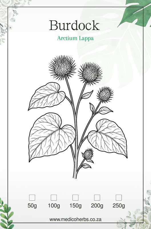Burdock Powder 50g