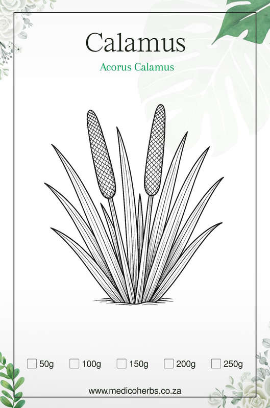 Calamus Root Powder 100g