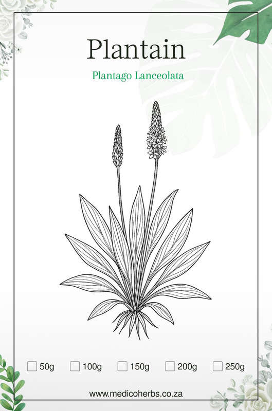 Plantain Powder 50g