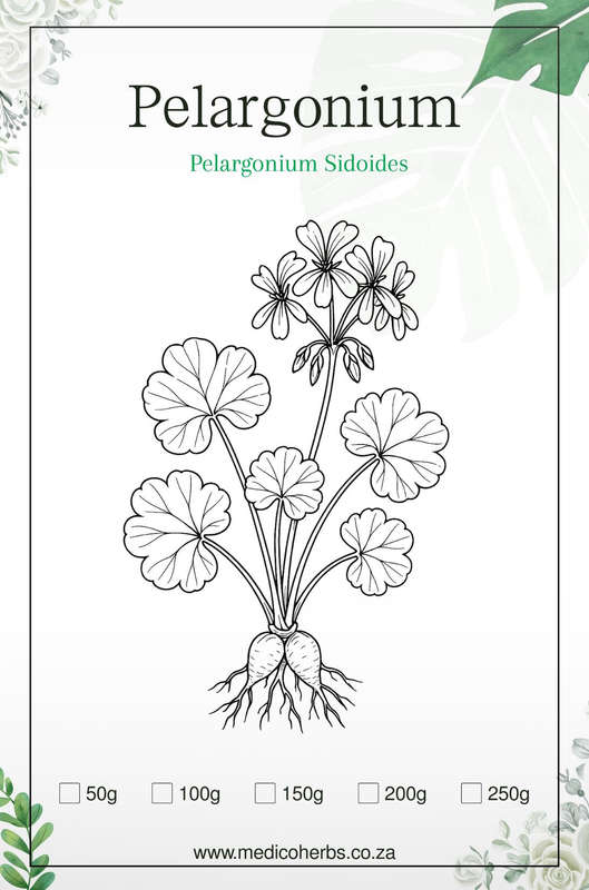 Umckaloabo (Pelargonium Sidoides) Rough Cut 100g