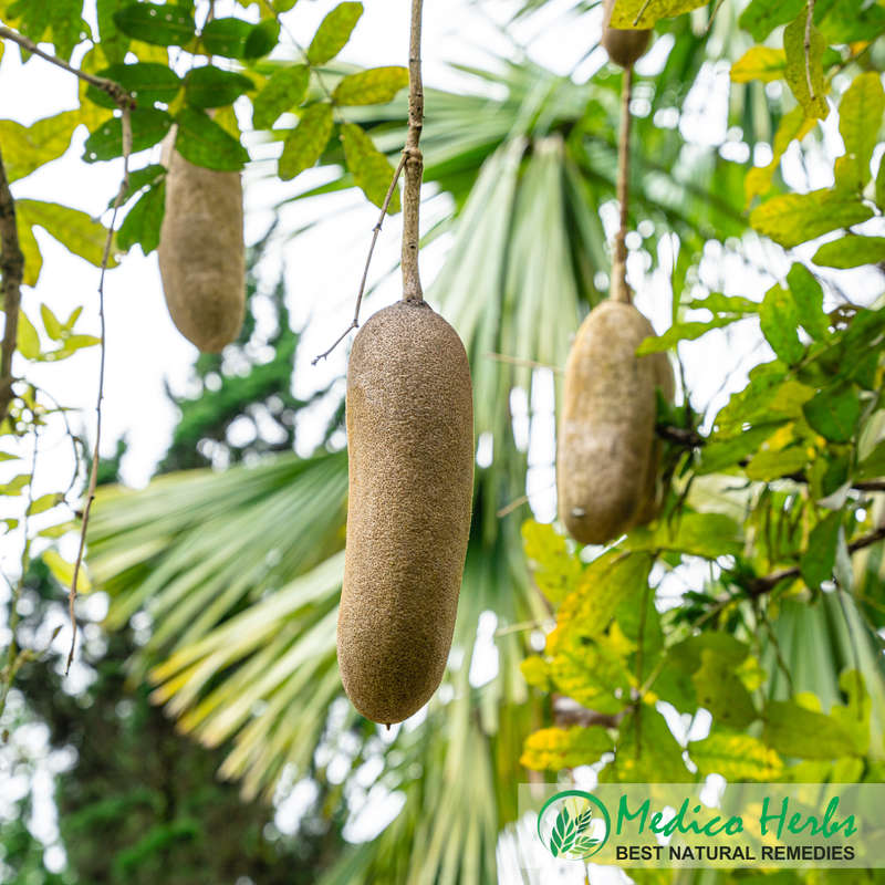 Kigelia Africana - sausage tree Fruit 1Kg powder