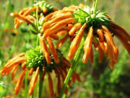 Leonotis Nepetifolia Klip dagga flowers with petals 425g