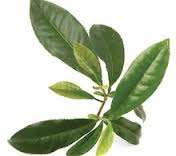 Gymnema sylvestre cowplant 50ml Mouth Drops